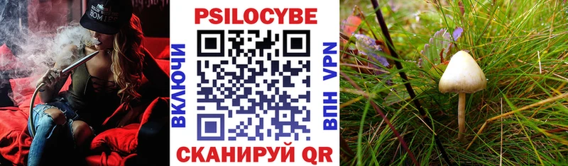 Купить  Нелидово  Псилоцибиновые грибы Psilocybe 